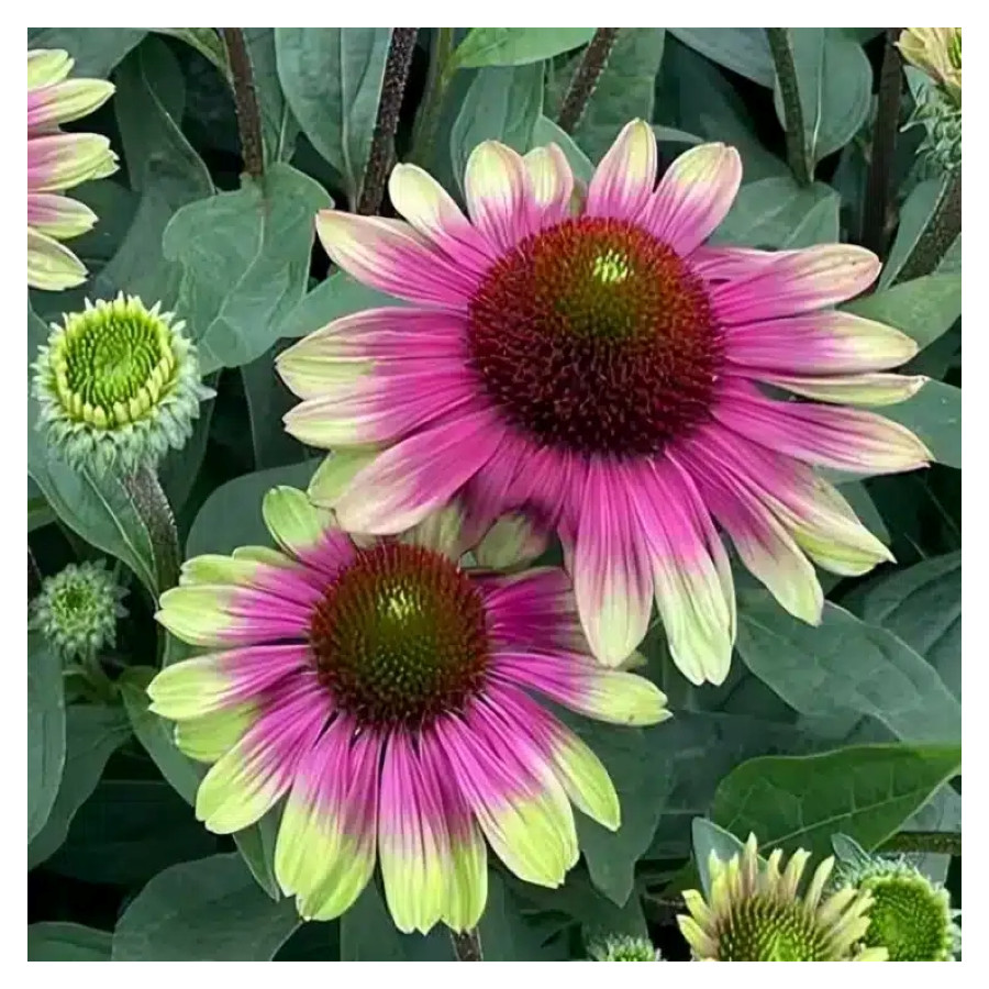 Echinacea Sweet Sandia Jeżówka