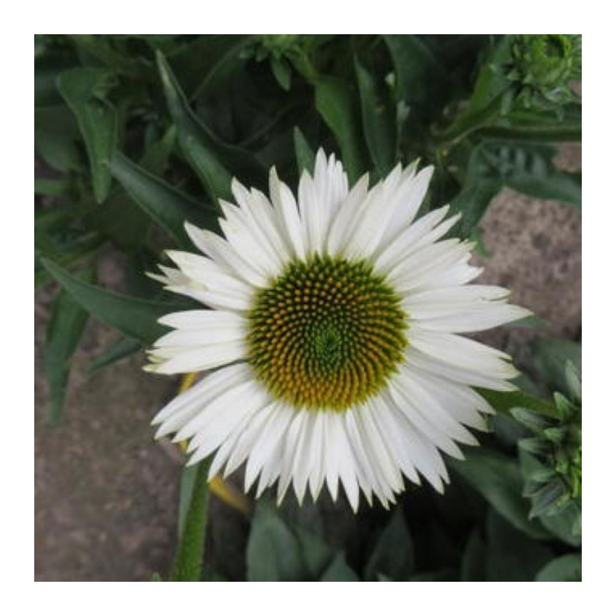 Echinacea Meditation White Jeżówka