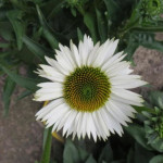 Echinacea Meditation White Jeżówka Echinacea Meditation White Jeżówka