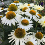 Echinacea Meditation White Jeżówka Echinacea Meditation White Jeżówka