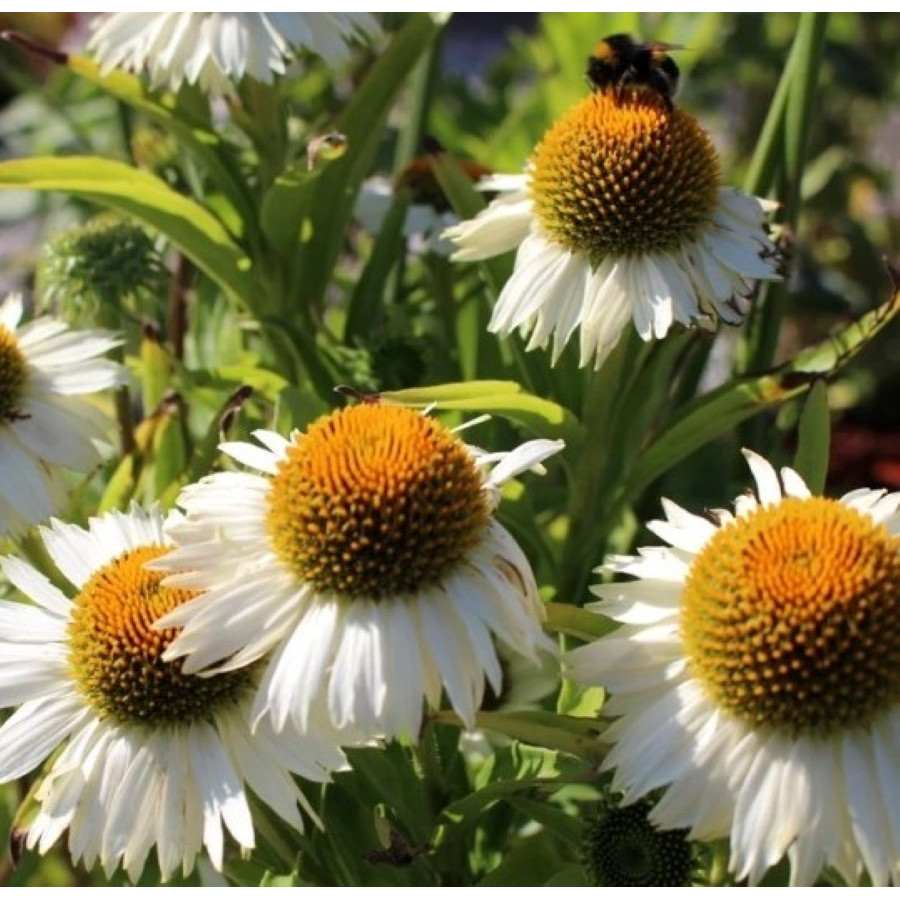 Echinacea Meditation White Jeżówka