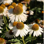 Echinacea Meditation White Jeżówka Echinacea Meditation White Jeżówka