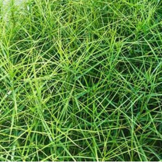 Carex muskingumensis...