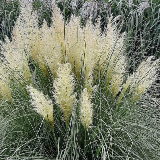 Cortaderia selloana Pumila...
