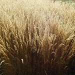 Deschampsia cespitosa Bronzeschleier Śmiałek darniowy