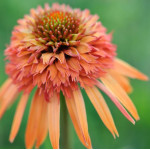 Echinacea irresistible