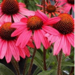 Echinacea Magenta Pearl Jeżówka