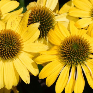 Echinacea purpurea...