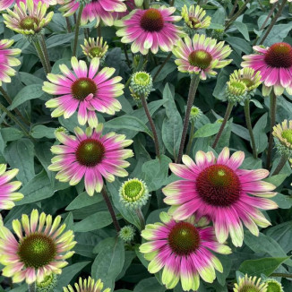 Echinacea Sweet Sandia Jeżówka