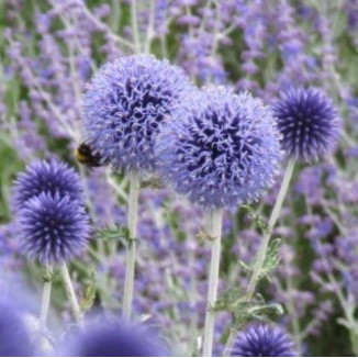 Echinops ritro Przegorzan...
