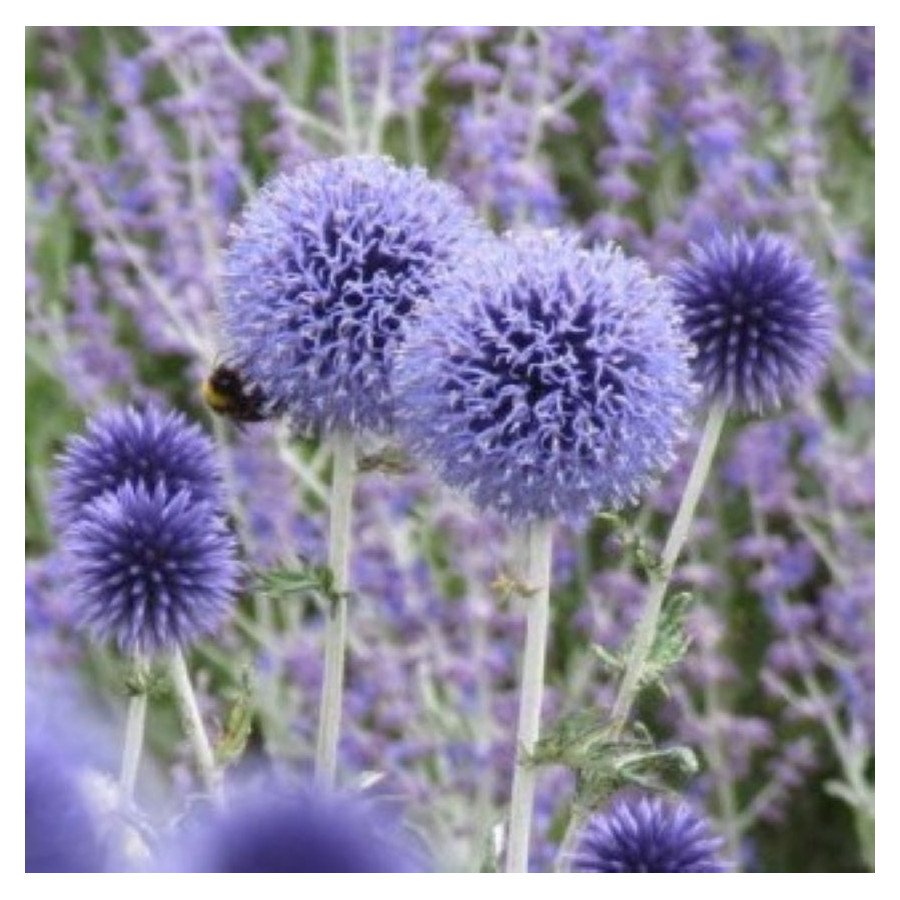 Echinops ritro Przegorzan pospolity