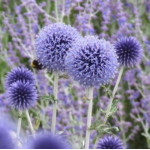 Echinops ritro Przegorzan...