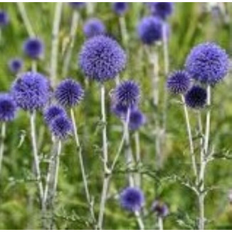 Echinops ritro Przegorzan...
