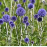Echinops ritro Przegorzan pospolity