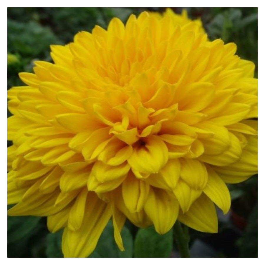 Helianthus Sunshine Daydream Słoneczniczek