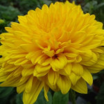 Helianthus Sunshine Daydream Słoneczniczek