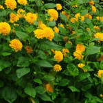 Helianthus Sunshine Daydream Słoneczniczek