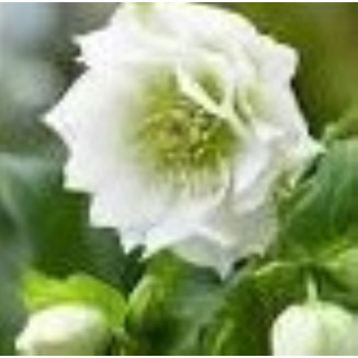 Helleborus orientalis...