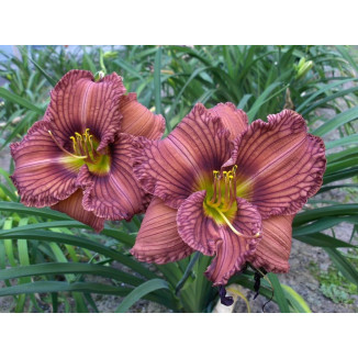 Hemerocallis Nowhere to Hide Liliowiec