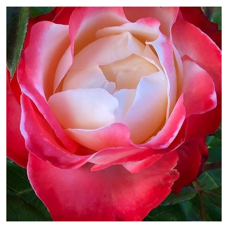 Rosa TH Luxor Róża wielokwiatowa