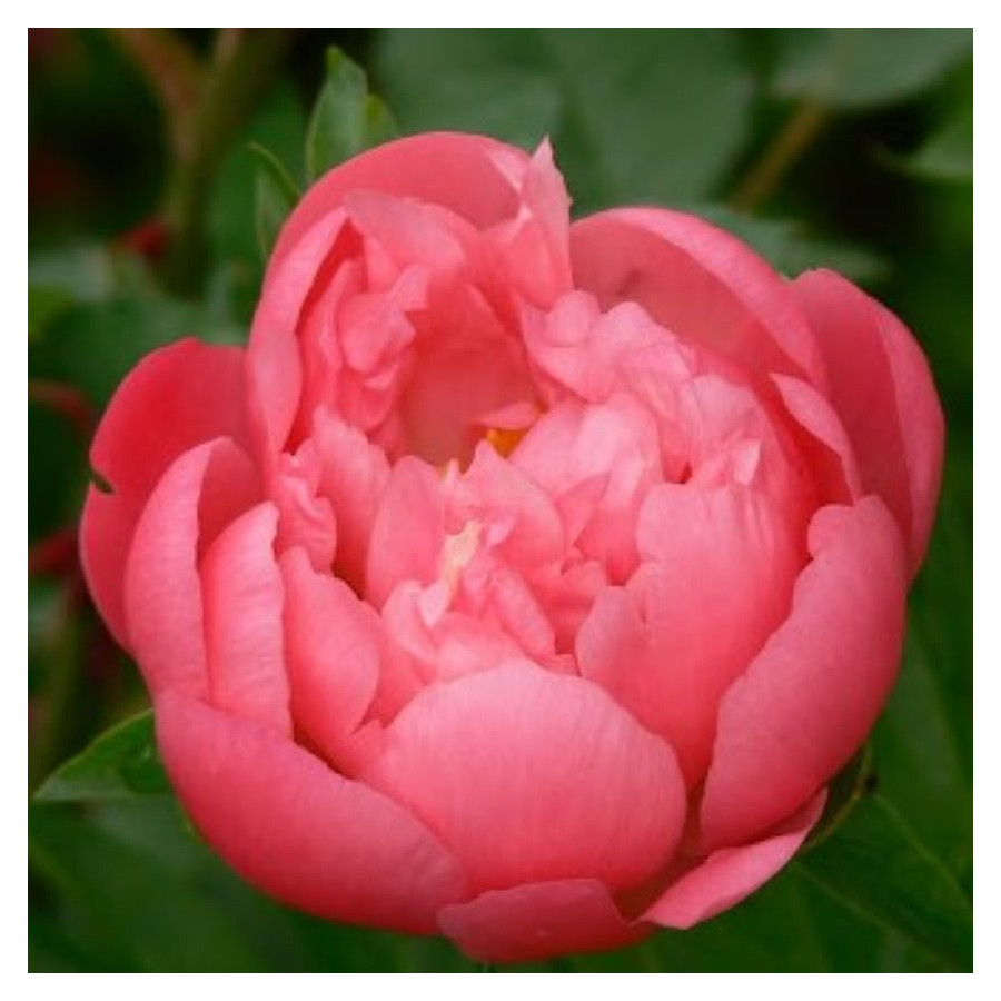 Paeonia lactiflora Coral Charm Piwonia