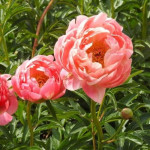 Paeonia lactiflora Coral Charm Piwonia