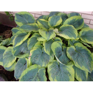 Hosta Robert Frost