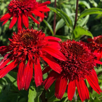 Echinacea Sweet Chilli Jeżówka