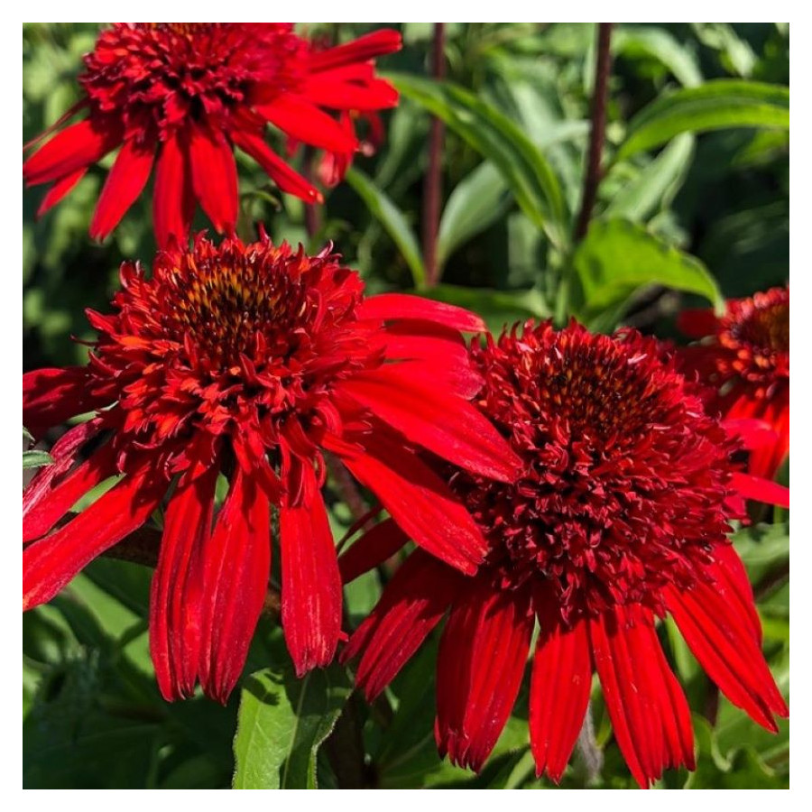 Echinacea Sweet Chilli Jeżówka