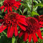 Echinacea Sweet Chilli Jeżówka