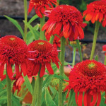 Echinacea Sweet Chilli Jeżówka