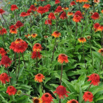 Echinacea Sweet Chilli Jeżówka