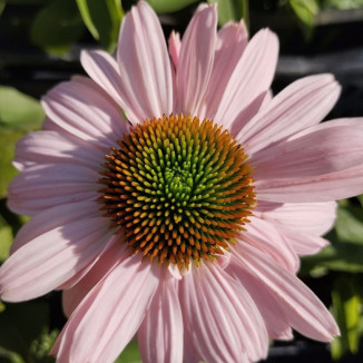 Echinacea SunSeekers Blush...