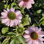 Echinacea SunSeekers Blush Jeżówka