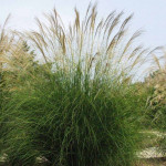 Miscanthus sinensis Graziella Miskant chiński