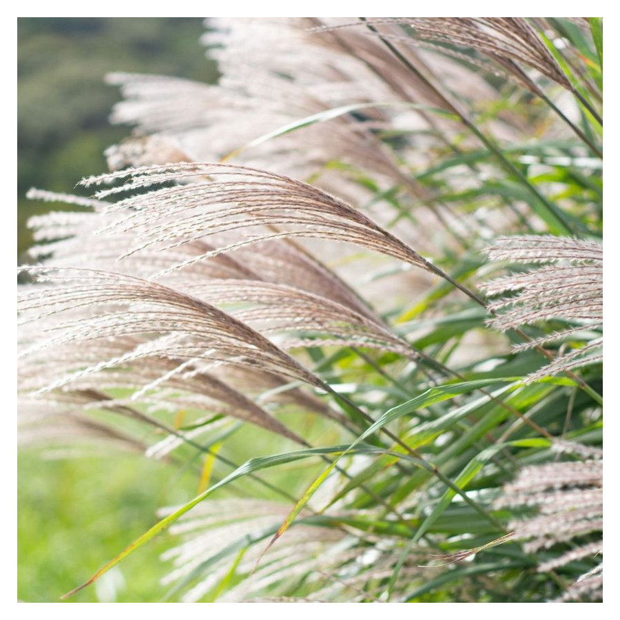 Miscanthus sinensis Graziella Miskant chiński