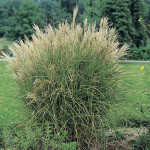 Miscanthus sinensis Graziella Miskant chiński