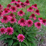 Echinacea Delicious Candy Jeżówka