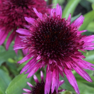 Echinacea Blueberry...