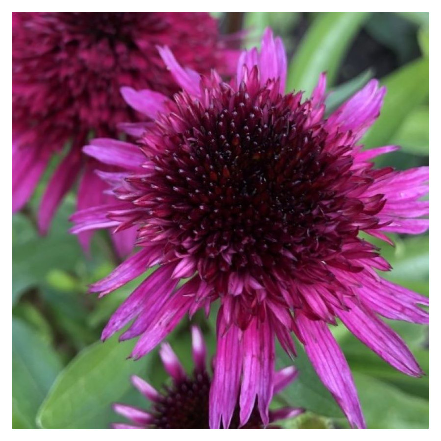 Echinacea Blueberry Cheesecake Jeżówka