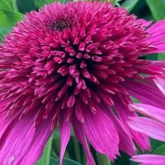 Echinacea Blueberry...