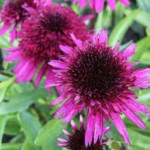 Echinacea Blueberry Cheesecake Jeżówka