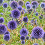 Echinops ritro Przegorzan pospolity