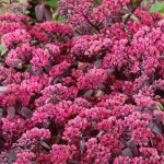 Sedum telephium Oriental Dancer Rozchodnik karpacki
