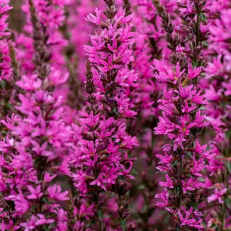 Lythrum hybrida Luminara...