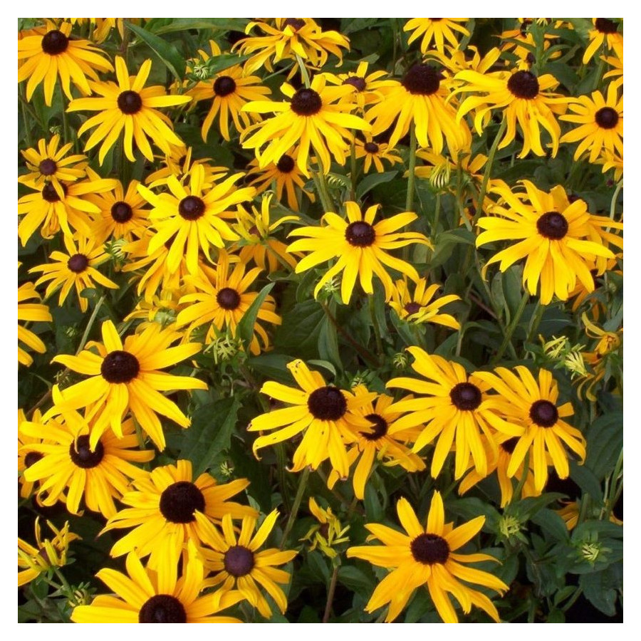 Rudbeckia fulgida Little Goldstar Rudbekia błyskotliwa