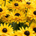 Rudbeckia SmileyZ Big...