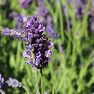 Lavandula Thumbelina Leigh Lawenda