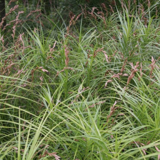 Carex muskingumensis...