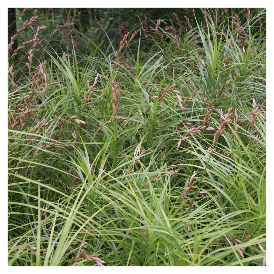 Carex muskingumensis Turzyca palmowa